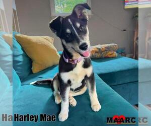 Siberian Husky-Unknown Mix Dogs for adoption in Maryville, TN, USA