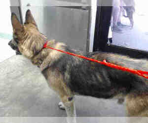 German Shepherd Dog Dogs for adoption in Tulsa, OK, USA