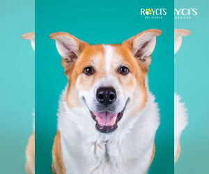 Border Collie-Unknown Mix Dogs for adoption in Sandy, UT, USA