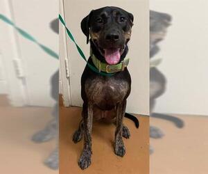 German Shorthaired Pointer Dogs for adoption in Gainesville, FL, USA