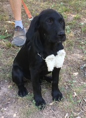 Golden Labrador Dogs for adoption in Harrison, AR, USA