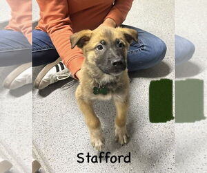 German Shepherd Dog-Unknown Mix Dogs for adoption in Imlay City, MI, USA