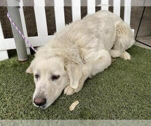 Great Pyrenees Dogs for adoption in Modesto, CA, USA