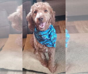 Goldendoodle Dogs for adoption in Fort Wayne, IN, USA