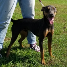 Doberman Pinscher Dogs for adoption in Thomasville, NC, USA