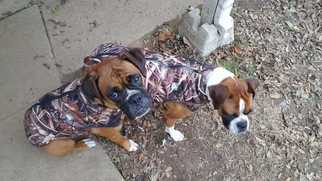 Boxer Dogs for adoption in Conway, AR, USA