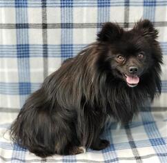 Pomeranian Dogs for adoption in Frisco, CO, USA