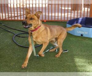 Rhodesian Ridgeback-Unknown Mix Dogs for adoption in Las Vegas, NV, USA