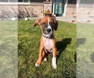 Boxweiler Dogs for adoption in Salt Lake City, UT, USA