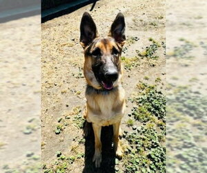 German Shepherd Dog Dogs for adoption in Sacramento, CA, USA