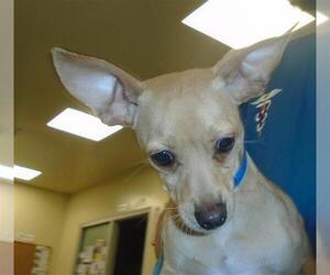 Chihuahua Dogs for adoption in Riverside, CA, USA