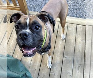 Boxer Dogs for adoption in Stanwood, WA, USA