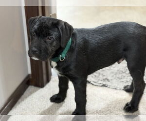Irish Wolfhound-Labrador Retriever Mix Dogs for adoption in Princeton, MN, USA