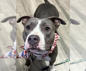 American Pit Bull Terrier-Unknown Mix Dogs for adoption in Redlands, CA, USA
