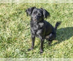 Chiweenie Dogs for adoption in Placerville, CA, USA