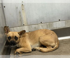 Chihuahua Dogs for adoption in San Bernardino, CA, USA