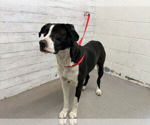 Mutt Dogs for adoption in San Bernardino, CA, USA