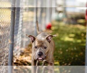 American Pit Bull Terrier Dogs for adoption in Orlando, FL, USA