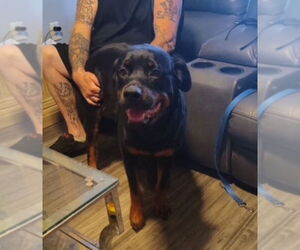 Rottweiler Dogs for adoption in Mt. Laurel, NJ, USA