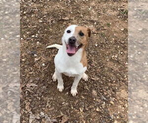 Mutt Dogs for adoption in Harrison, AR, USA