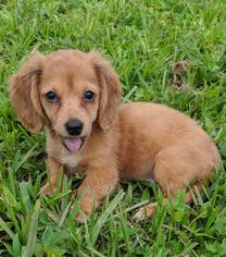 Dachshund Dogs for adoption in Commerce, GA, USA