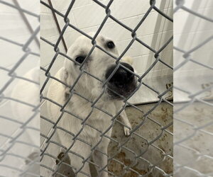 Great Pyrenees Dogs for adoption in Temple, TX, USA