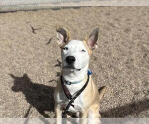 Labsky Dogs for adoption in Fort Collins, CO, USA