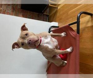 Bull Terrier-Unknown Mix Dogs for adoption in Boston, MA, USA