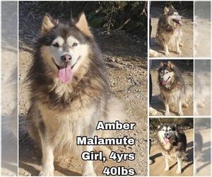 Alaskan Malamute Dogs for adoption in Seattle, WA, USA