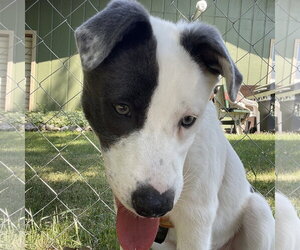 Mutt Dogs for adoption in Fargo, ND, USA