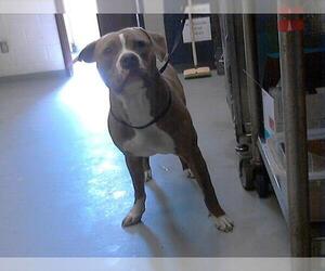 American Pit Bull Terrier Dogs for adoption in Fayetteville, NC, USA