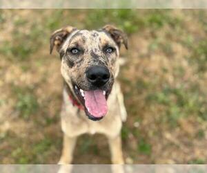 Catahoula Leopard Dog-Unknown Mix Dogs for adoption in McKinleyville, CA, USA