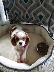 Medium Photo #1 Cavalier King Charles Spaniel Puppy For Sale in St. Louis Park, MN, USA