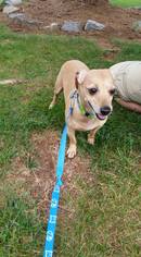 Chiweenie Dogs for adoption in Bridgewater, NJ, USA