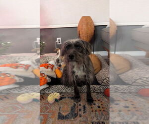 Mutt Dogs for adoption in Salt Lake City, UT, USA