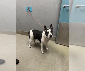 American Pit Bull Terrier-Unknown Mix Dogs for adoption in Las Vegas, NV, USA