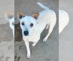 Red Heeler-Unknown Mix Dogs for adoption in Pena Blanca, NM, USA