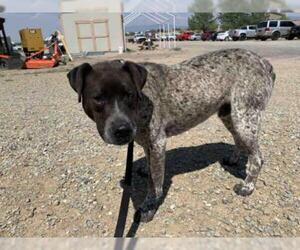 Pointer Dogs for adoption in Santa Fe, NM, USA