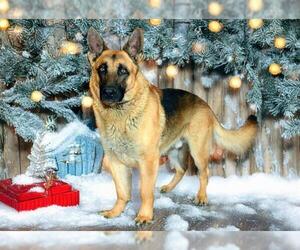 Medium Photo #1 German Shepherd Dog Puppy For Sale in West Valley, UT, USA