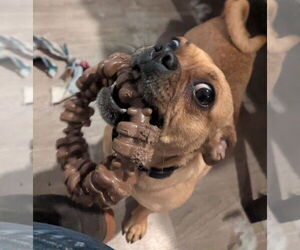 Pug-Unknown Mix Dogs for adoption in Chico, CA, USA