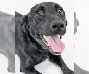 Dachshund-Labrador Retriever Mix Dogs for adoption in Kennesaw, GA, USA