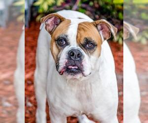 American Bulldog Dogs for adoption in Lakeland, FL, USA