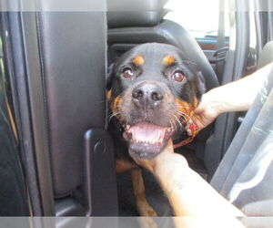 Rottweiler Dogs for adoption in Ocala, FL, USA