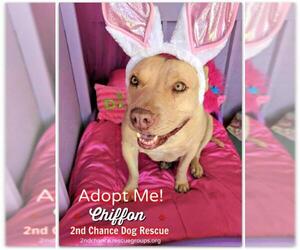 American Staffordshire Terrier Dogs for adoption in Queen Creek, AZ, USA