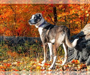 Border Collie Dogs for adoption in San Andreas, CA, USA