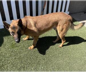 Mutt Dogs for adoption in Modesto, CA, USA