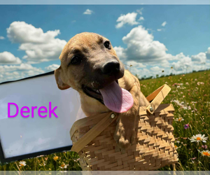 Labrador Retriever-Unknown Mix Dogs for adoption in garner, NC, USA