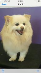 Pomeranian-Unknown Mix Dogs for adoption in Healdsburg, CA, USA