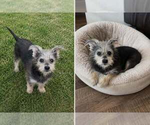 Mutt Dogs for adoption in Texarkana, TX, USA