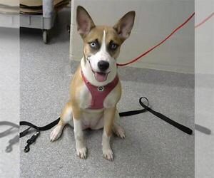 Ibizan Hound-Unknown Mix Dogs for adoption in Pasadena, TX, USA